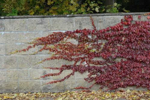 Вечнозеленые вьющиеся растения для забора. Популярные цветущие многолетние вьюны