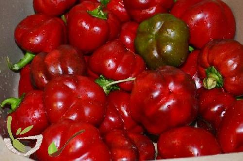 Перец в собственном соку. Болгарский Перец маринованный в собственном соку