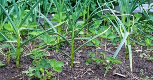 Подготовка ярового чеснока к посадке. Сроки высадки и подготовка грядки