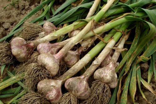 Озимый чеснок когда убирать. Когда: советы, признаки, примерные сроки по регионам