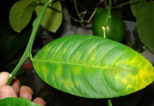 Лимон комнатный опадают листья. Пересадка и почва