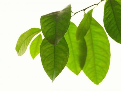 Как цветет Лимон в домашних условиях. Условия для цветения