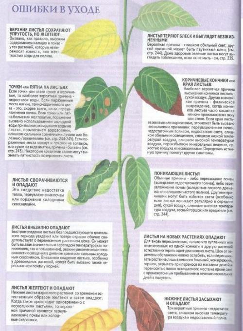 Лимон комнатный опадают листья. Пересадка и почва