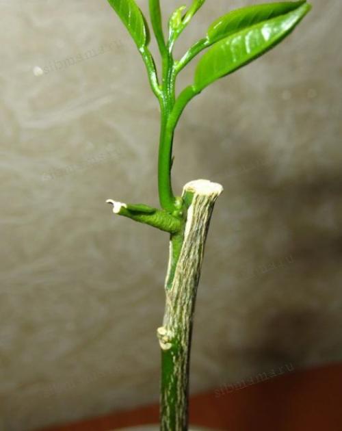 Как вырастить лимонное дерево в домашних условиях. Как вырастить лимонное дерево из косточки в домашних условиях 09