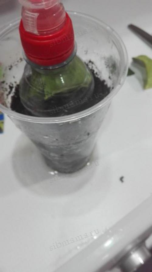 Как вырастить лимонное дерево в домашних условиях. Как вырастить лимонное дерево из косточки в домашних условиях 07