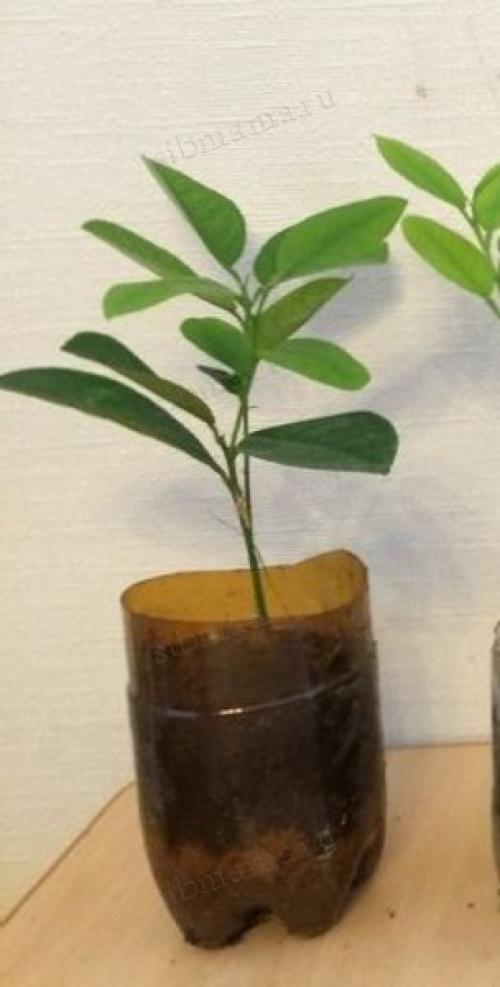 Как вырастить лимонное дерево в домашних условиях. Как вырастить лимонное дерево из косточки в домашних условиях 10