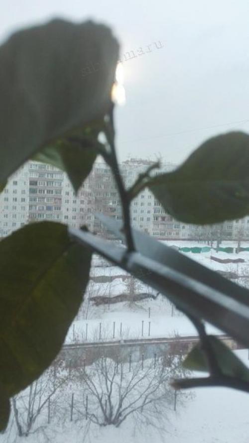 Как вырастить лимонное дерево в домашних условиях. Как вырастить лимонное дерево из косточки в домашних условиях 02