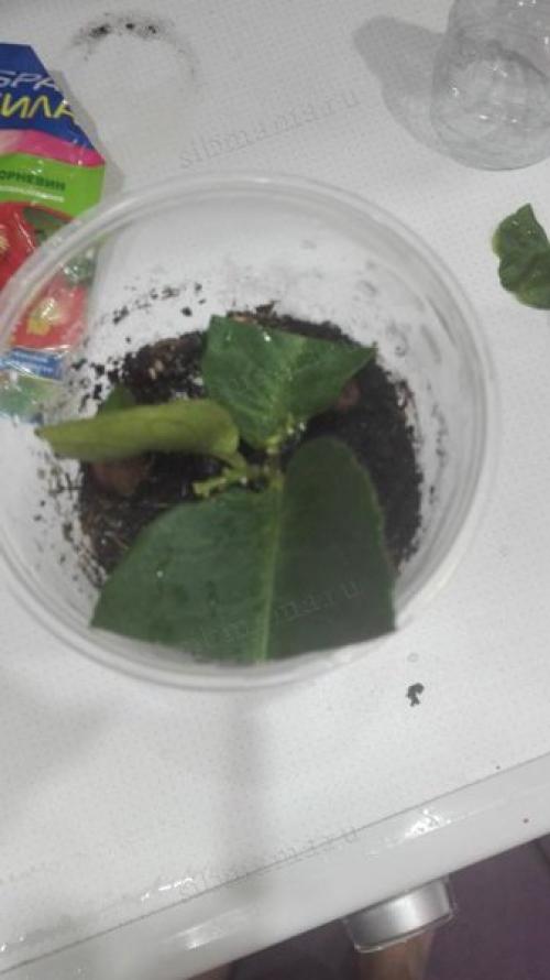 Как вырастить лимонное дерево в домашних условиях. Как вырастить лимонное дерево из косточки в домашних условиях 06