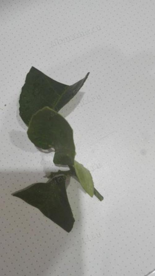 Как вырастить лимонное дерево в домашних условиях. Как вырастить лимонное дерево из косточки в домашних условиях 04