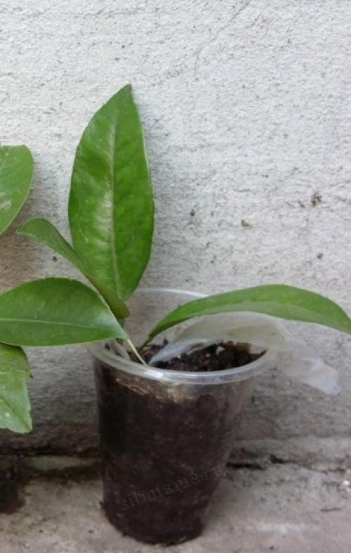 Как вырастить лимонное дерево в домашних условиях. Как вырастить лимонное дерево из косточки в домашних условиях 08