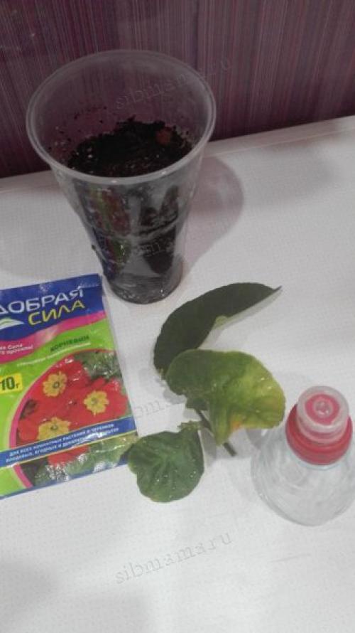 Как вырастить лимонное дерево в домашних условиях. Как вырастить лимонное дерево из косточки в домашних условиях 03