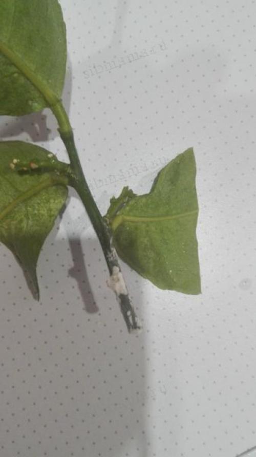 Как вырастить лимонное дерево в домашних условиях. Как вырастить лимонное дерево из косточки в домашних условиях 05