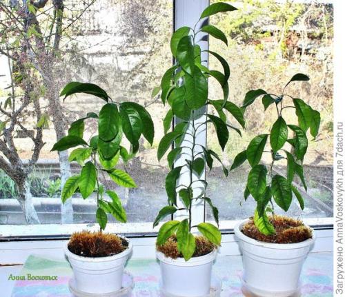 Через сколько лет плодоносит лимон из косточки. Не всему написанному верь, или Как я выращивала плодоносящий лимон из косточки