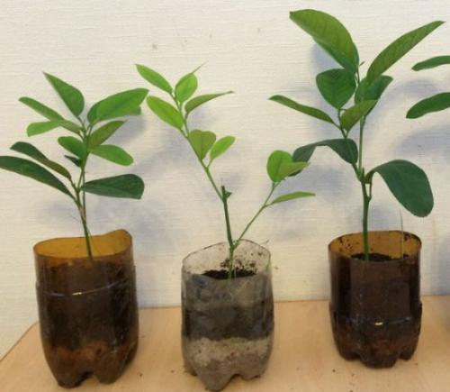 Сколько раз в год плодоносит лимон. Посадка и пересадка комнатного лимона