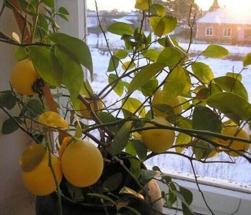 Как ухаживать за лимоном, чтобы он плодоносил. Особенности ухода за лимонным деревом в домашних условиях