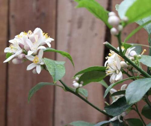 Как ухаживать за лимоном, чтобы он плодоносил. Особенности ухода за лимонным деревом в домашних условиях