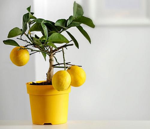Как ухаживать за лимоном, чтобы он плодоносил. Особенности ухода за лимонным деревом в домашних условиях