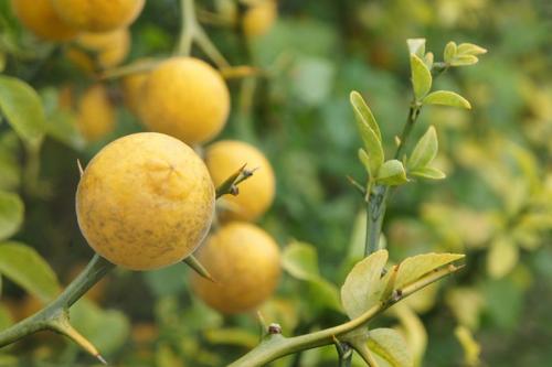 Декоративный лимон можно ли есть плоды. Понцирус Трифолиата во всей красе