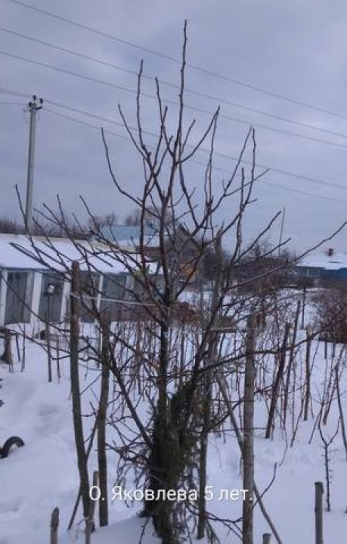 Груша бланка форум. НАРОДНАЯ ЭНЦИКЛОПЕДИЯ СОРТОВ ГРУШИ