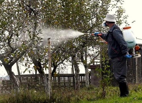 Подкормка молодых яблонь. Способы внесения подкормок для саженца