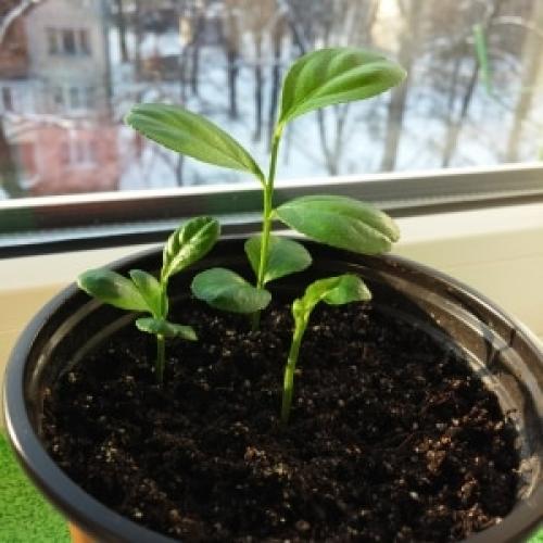 Инструкция Как вырастить лимон. Посадка косточки лимона дома