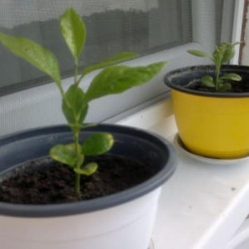 Инструкция Как вырастить лимон. Посадка косточки лимона дома