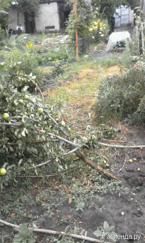 Как укрепить корни яблони. Завалилась яблоня. Что делать?