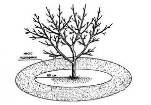Чем подкормить яблоню. Подкормка в разное время года