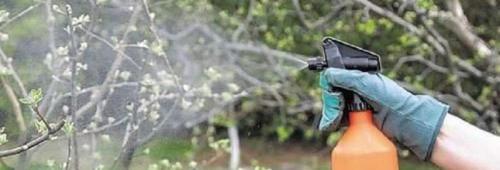 Подкормка яблонь весной. Весенняя подкормка яблонь: какие удобрения внести перед цветением