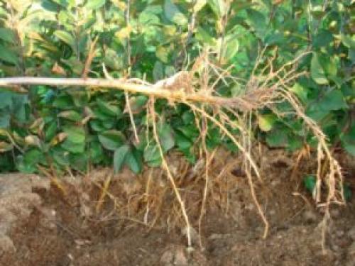 Яблоня 4 года. Какой возраст подходит для пересадки яблонь?