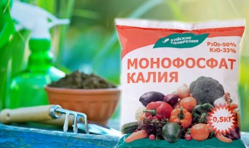 Суперфосфат для яблони весной. Весенние сроки удобрения яблонь