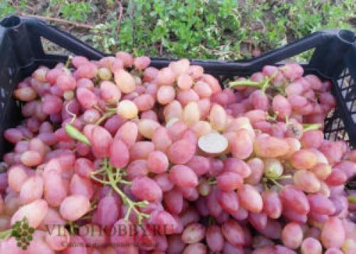 Вино из Кишмиша лучистого. Сорт винограда Кишмиш Лучистый