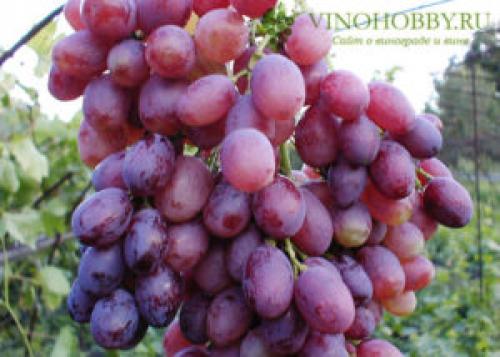 Вино из Кишмиша лучистого. Сорт винограда Кишмиш Лучистый