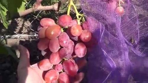 Как приготовить вино из винограда кишмиш. Вино из винограда киш-миш в домашних условиях