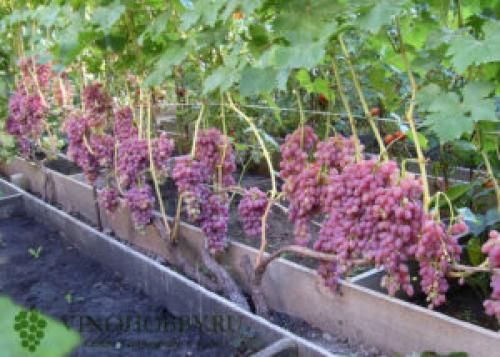 Вино из Кишмиша лучистого. Сорт винограда Кишмиш Лучистый