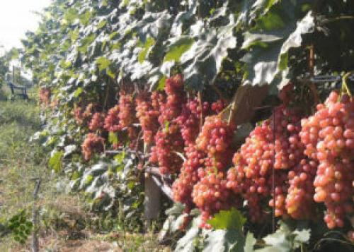 Вино из Кишмиша лучистого. Сорт винограда Кишмиш Лучистый