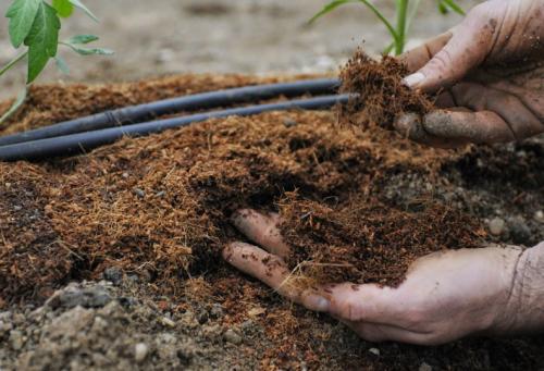 Двойной суперфосфат для яблонь. Нормы внесения минеральных удобрений под плодовые деревья