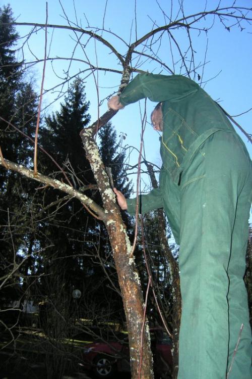 Яблони и груши осенью. Посадка яблони осенью 02
