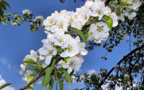 Чем подкормить яблони и груши весной. Когда удобрять плодовые деревья