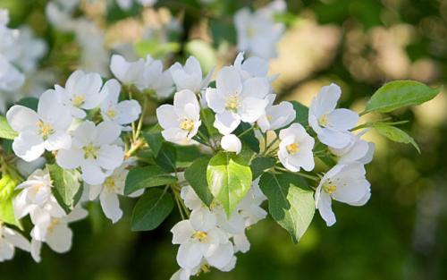 Подкормка яблонь золой. Зола