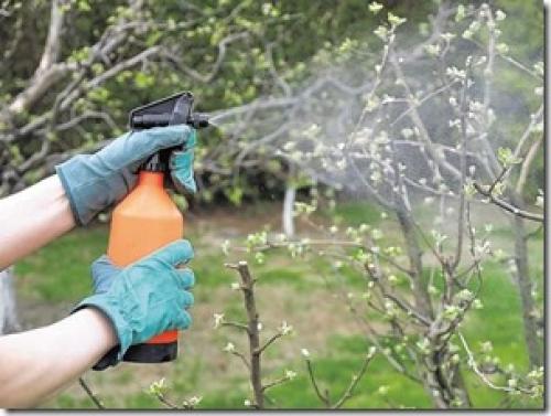 Внекорневая подкормка яблони летом. Внекорневые подкормки яблонь