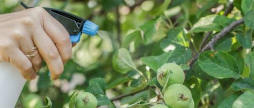 Двойной суперфосфат для яблонь. Нормы внесения минеральных удобрений под плодовые деревья