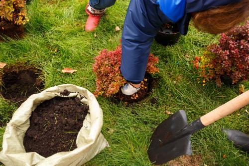 Подкормка молодых яблонь летом. Чем подкормить 09