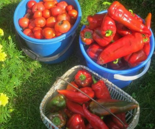 Лечо с томатным соком на зиму из болгарского перца без масла. Лечо на зиму без масла 01 Лечо с томатным соком на зиму из болгарского перца без масла. Лечо на зиму без масла 01