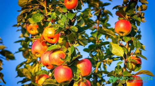 Подкормка яблонь осенью под зиму. Органические удобрения 05