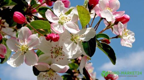 Подкормка яблонь осенью под зиму. Органические удобрения 04