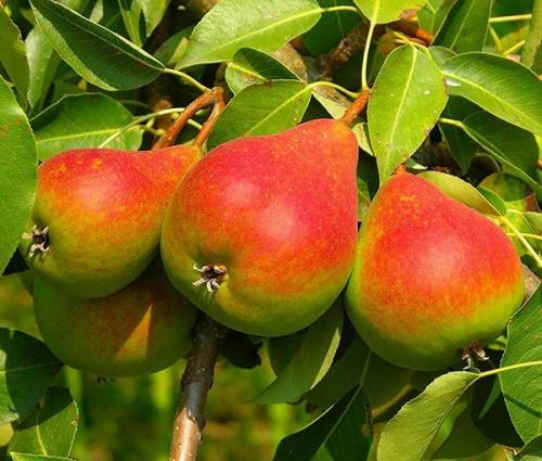 Чем подкормить яблони и груши весной. Когда удобрять плодовые деревья