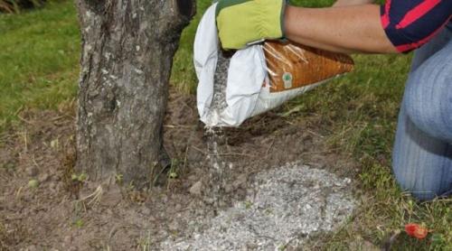 Чем подкормить яблоню летом. Когда и чем подкормить яблони в июле месяце с плодами