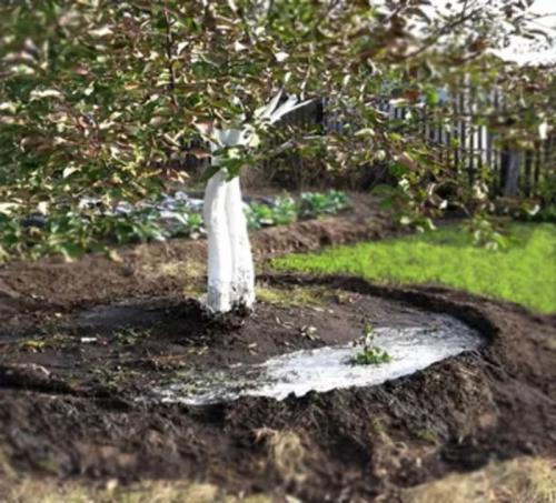 Подкормка яблони во время цветения. Чем подкормить яблони до цветения