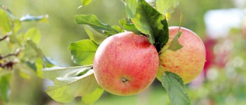 Чем подкормить яблоню летом. Когда и чем подкормить яблони в июле месяце с плодами